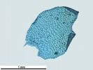Isotachis erythrorhiza
