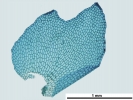 Isotachis erythrorhiza