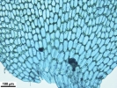 Isotachis erythrorhiza