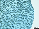 Isotachis erythrorhiza