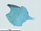 Isotachis erythrorhiza