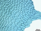 Isotachis erythrorhiza