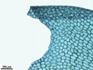 Isotachis erythrorhiza