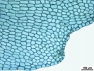 Isotachis erythrorhiza