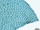 Isotachis erythrorhiza