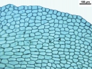 Isotachis erythrorhiza