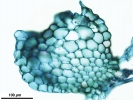 Isotachis erythrorhiza