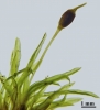 Rhabdoweisia crispata