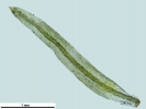 Rhabdoweisia crispata