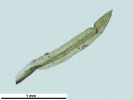 Rhabdoweisia crispata