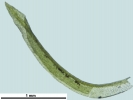 Rhabdoweisia crispata