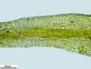 Rhabdoweisia crispata