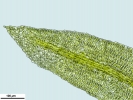 Rhabdoweisia crispata