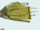 Rhabdoweisia crispata