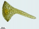 Rhabdoweisia crispata