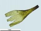 Cnestrum alpestre