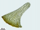 Cnestrum alpestre