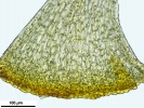 Cnestrum alpestre