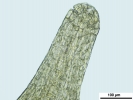Cnestrum alpestre