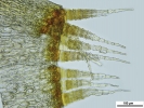 Cnestrum alpestre