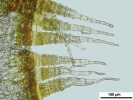 Cnestrum alpestre