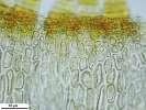 Cnestrum alpestre