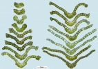 Cnestrum alpestre
