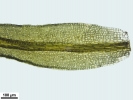 Cnestrum alpestre