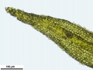 Cnestrum alpestre