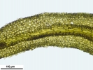 Cnestrum alpestre