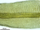 Cnestrum alpestre