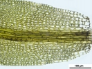 Cnestrum alpestre