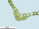 Cnestrum alpestre