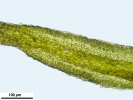 Cnestrum alpestre