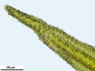 Cnestrum alpestre