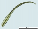 Cnestrum alpestre
