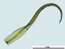 Cnestrum alpestre