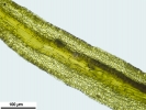 Cnestrum alpestre