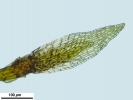 Cnestrum alpestre
