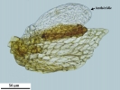 Cnestrum alpestre