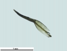 Cnestrum alpestre