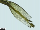 Cnestrum alpestre