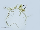 Telaranea nematodes