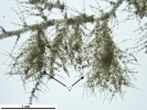 Telaranea nematodes