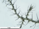 Telaranea nematodes