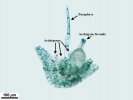 Telaranea nematodes