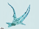 Telaranea nematodes
