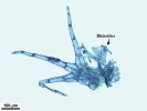 Telaranea nematodes