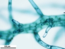 Telaranea nematodes