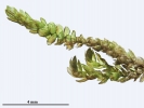 Platyhypnum cochlearifolium